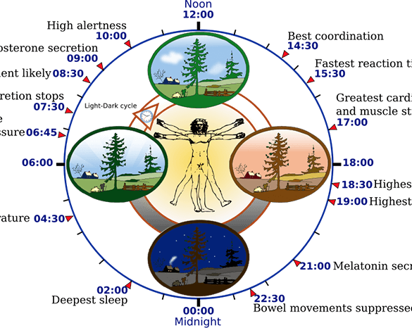 circadian rhythm diagram