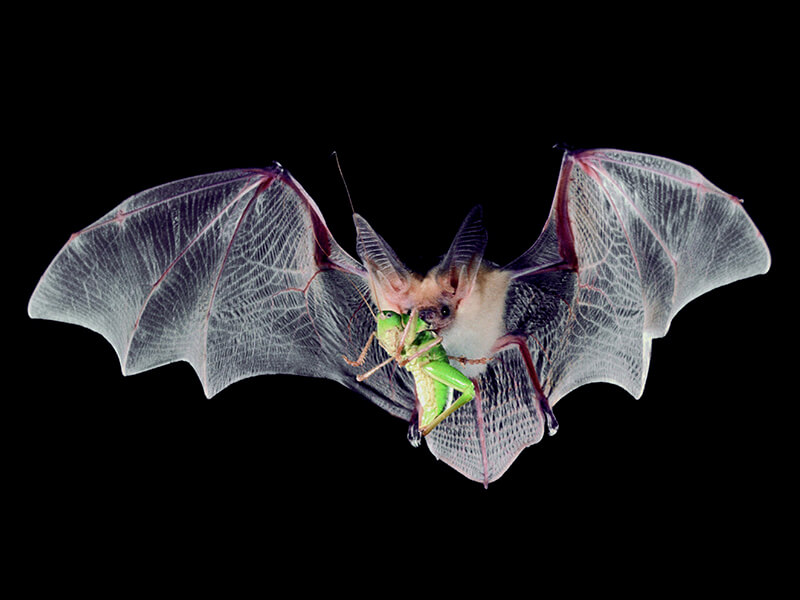 flying bat with a grasshopper in its mouth