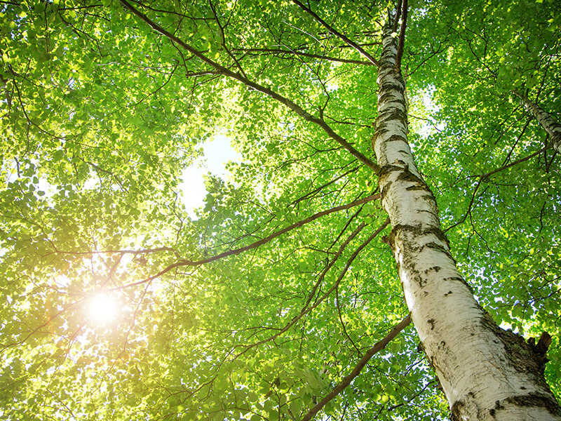 sunny picture of a tree